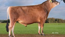 New genomic Jersey list highlights young sires